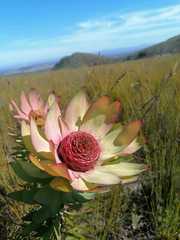 Leucadendron orientale