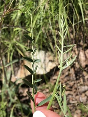 Vicia pulchella
