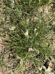 Vicia pulchella