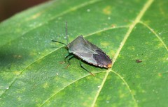 Piezosternum subulatum