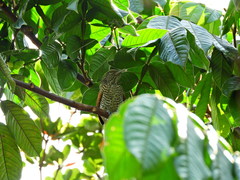 Thamnophilus multistriatus