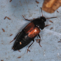 Tachinus fimbriatus