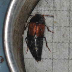 Tachinus fimbriatus