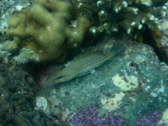 Anyperodon leucogrammicus