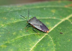 Piezosternum subulatum