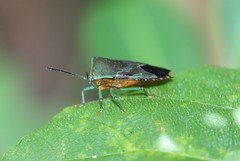 Piezosternum subulatum