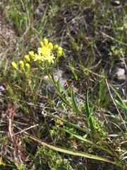 Solidago × krotkovii