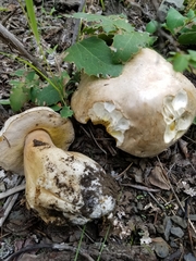 Boletus barrowsii