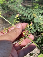Scrophularia parviflora