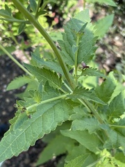 Scrophularia parviflora