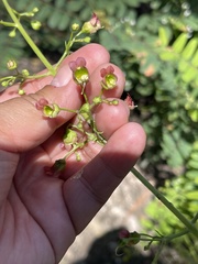 Scrophularia parviflora