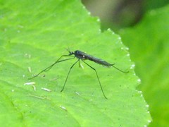 Gnophomyia