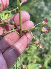 Scrophularia parviflora