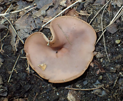 Peziza griseorosea