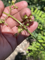 Scrophularia parviflora