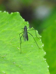 Gnophomyia