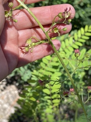 Scrophularia parviflora