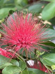 Calliandra