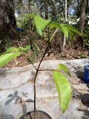 Melicope elleryana