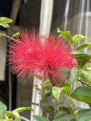 Calliandra
