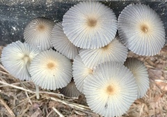 Parasola plicatilis image