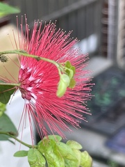 Calliandra