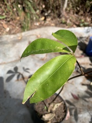 Melicope elleryana