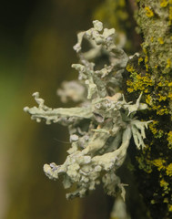Niebla cephalota