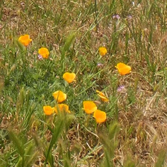 Eschscholzia californica californica