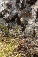 Celmisia laricifolia