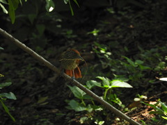 Thamnophilus multistriatus