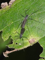 Gnophomyia