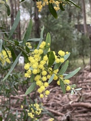 Acacia prominens