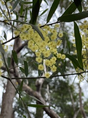 Acacia prominens