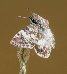 Chiomara georgina