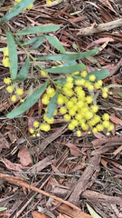 Acacia prominens
