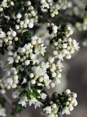 Cryptandra myriantha