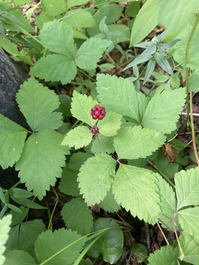 Lowland Raspberry dwarf raspberry from Caribou Ranch Open Space-Ce, Nederland, CO, US on ...
