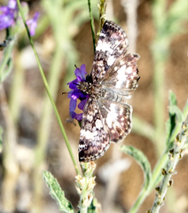 Chiomara georgina