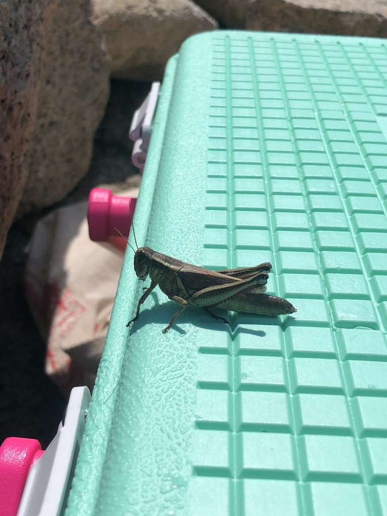 Two-striped Grasshopper