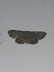 Idaea violacearia