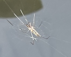 Tetragnathidae
