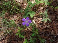Geranium potentillifolium