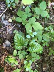 Rubus nivalis