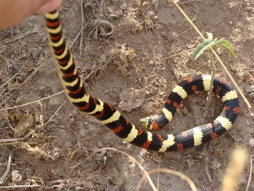 Photo of a Ringed Hognose Snake (Xenodon semicinctus)