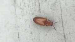 Brachypsectra fulva