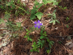 Geranium potentillifolium