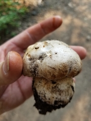 Boletus barrowsii