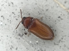 Brachypsectra fulva