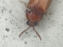 Brachypsectra fulva